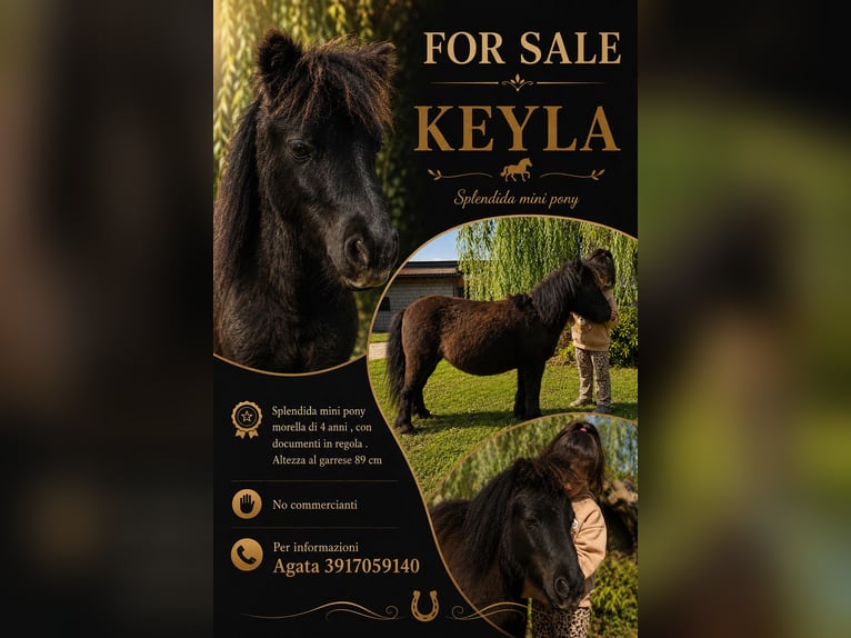 Mini Shetland Pony Mare 5 years 8.2 hh Black in Boccaleone