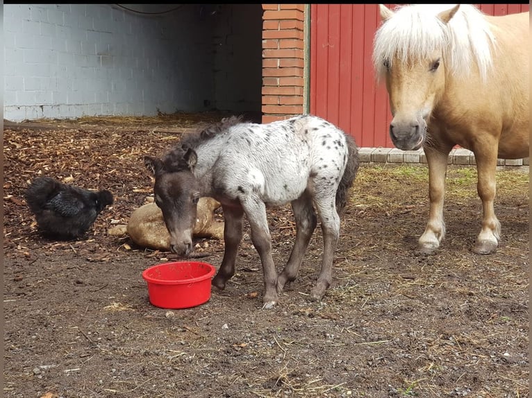 Mini Shetland Pony Mare 5 years 8.2 hh Leopard-Piebald in Gnarrenburg