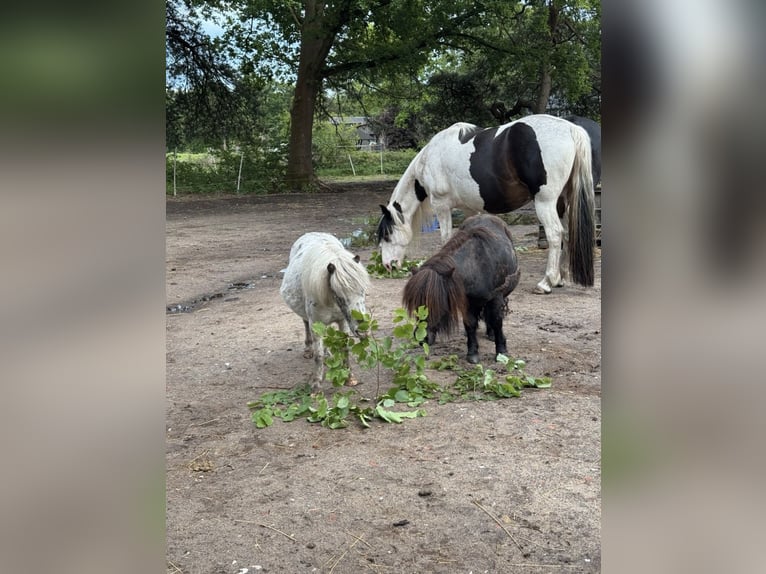 Mini Shetland Pony Mare 5 years 8.2 hh Leopard-Piebald in Gnarrenburg
