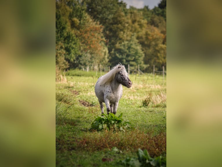 Mini Shetland Pony Mare 5 years 8.2 hh Leopard-Piebald in Gnarrenburg
