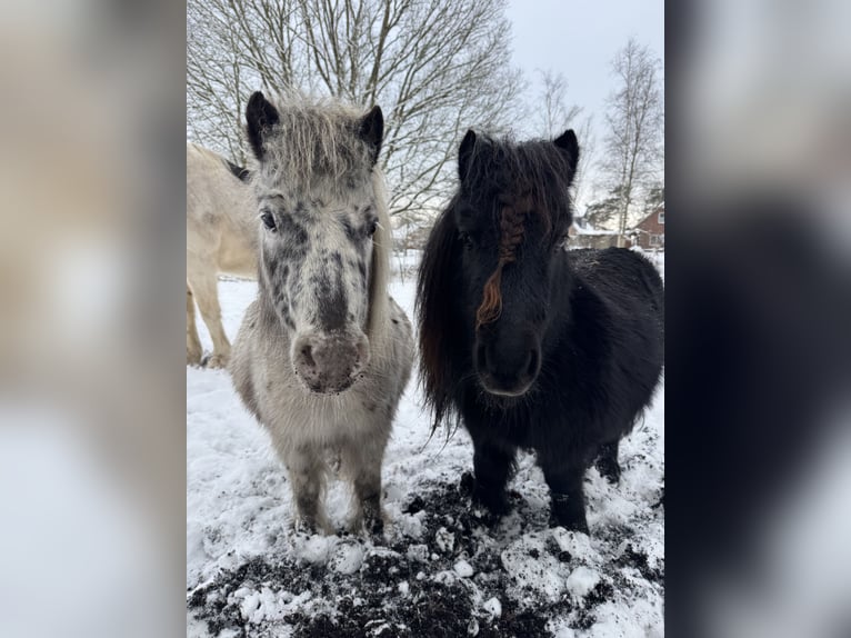 Mini Shetland Pony Mare 5 years 8.2 hh Leopard-Piebald in Gnarrenburg