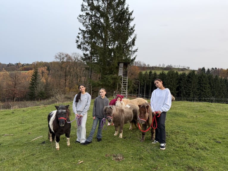 Mini Shetland Pony Mare 5 years 8,1 hh Chestnut-Red in Kronach