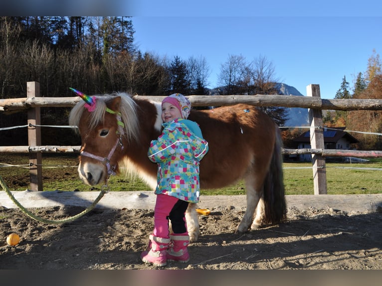 Mini Shetland Pony Mare 5 years 9,1 hh Pinto in Schwoich