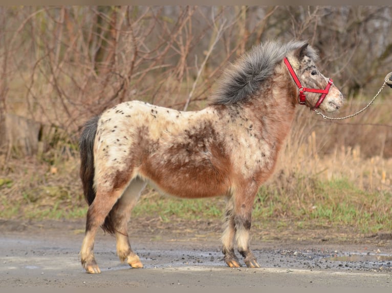 Mini Shetland Pony Mare 5 years 9 hh Leopard-Piebald in radziejów