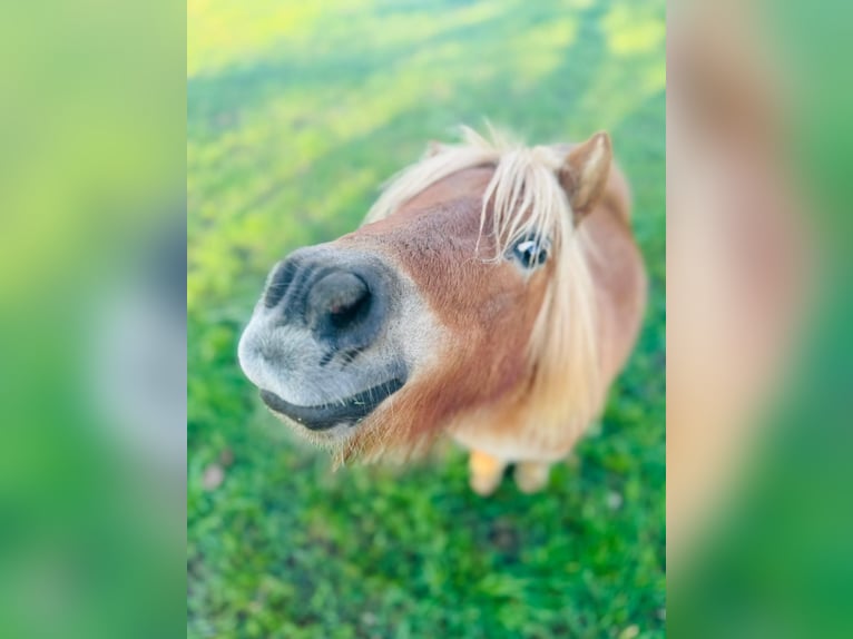 Mini Shetland Pony Mare 5 years Chestnut-Red in Hungen