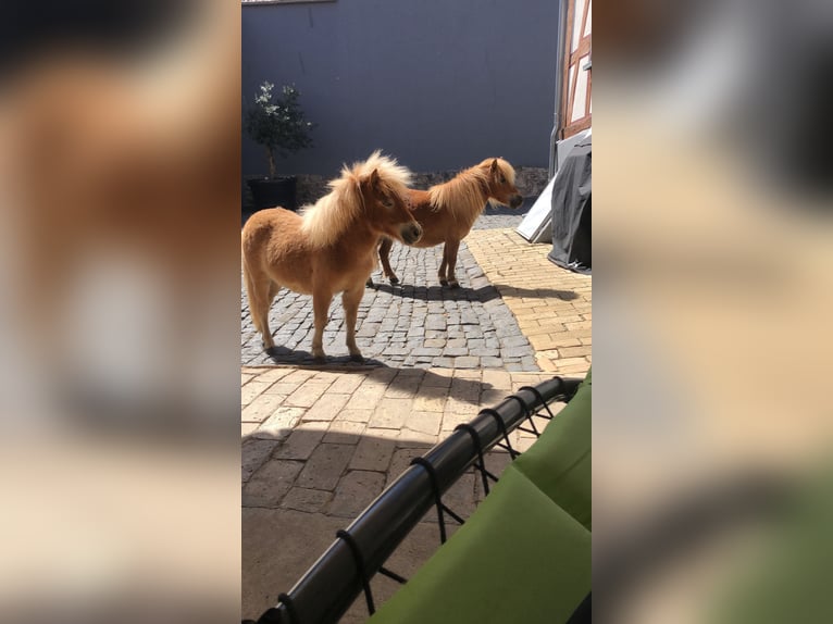 Mini Shetland Pony Mare 5 years Chestnut-Red in Hungen