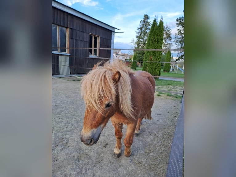 Mini Shetland Pony Mare 5 years Chestnut-Red in Hungen