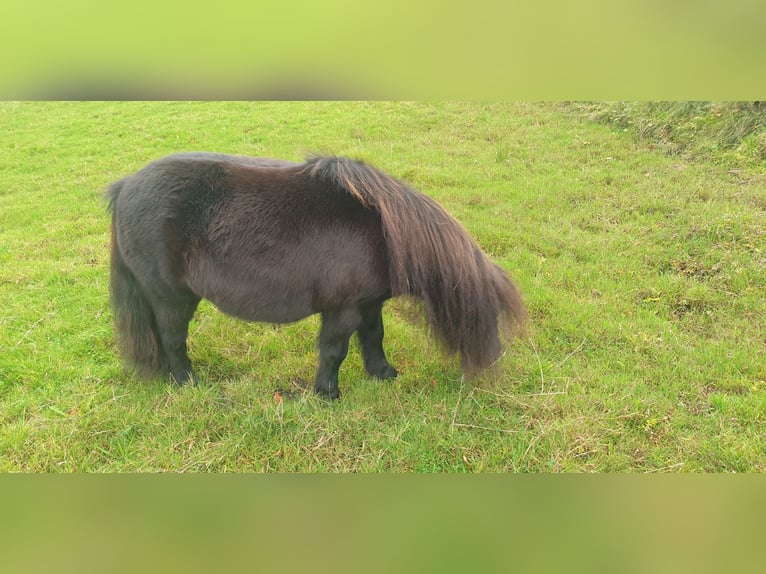Mini Shetland Pony Mare 6 years 7,3 hh Black in Heidgraben