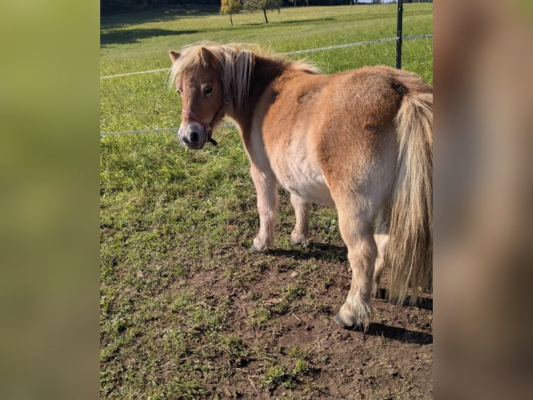 Mini Shetland Pony Mix Mare 6 years 8,1 hh Palomino in Bad Wildbad im Schwarzwald