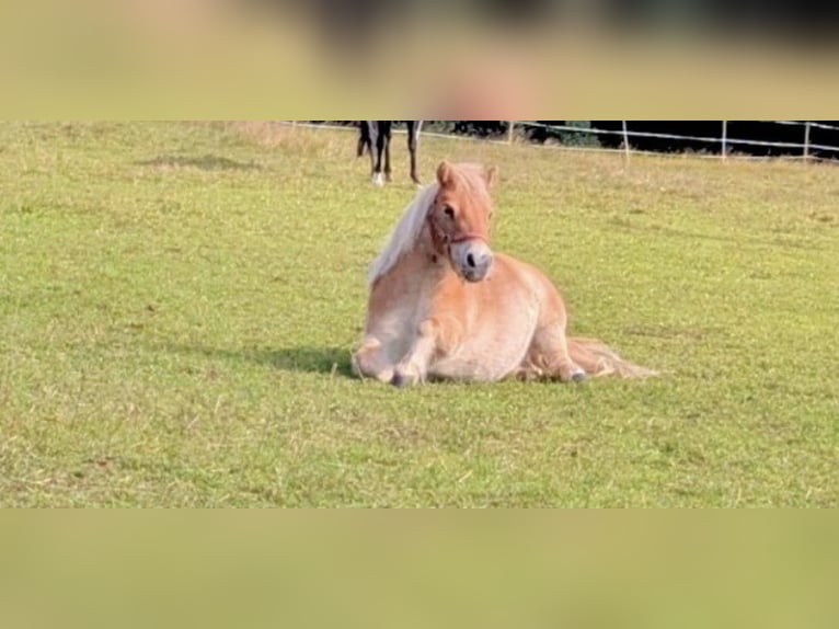 Mini Shetland Pony Mix Mare 6 years 8,1 hh Palomino in Bad Wildbad im Schwarzwald