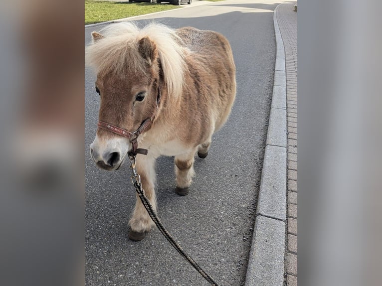 Mini Shetland Pony Mix Mare 6 years 8,1 hh Palomino in Bad Wildbad im Schwarzwald