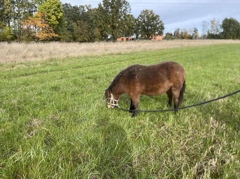 Mini Shetland Pony Mare 6 years 8,3 hh Brown in Röhrsdorf