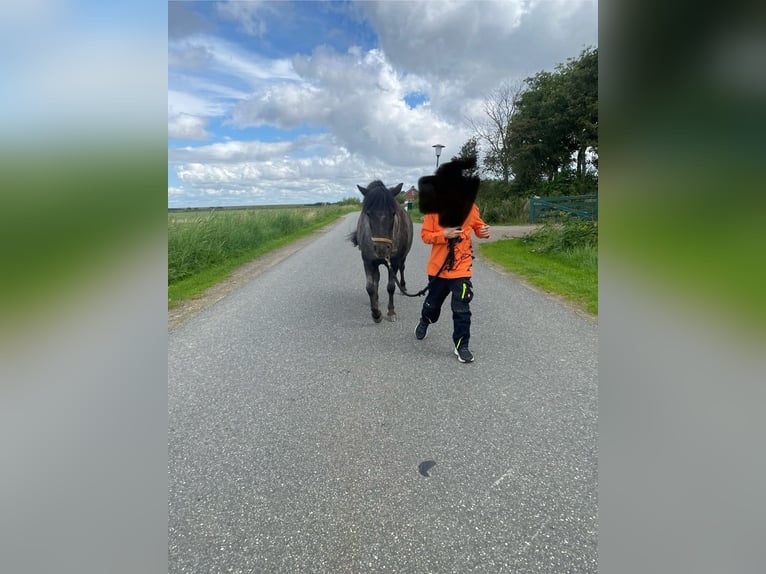 Mini Shetland Pony Mare 6 years 9,2 hh Gray in Oevenum