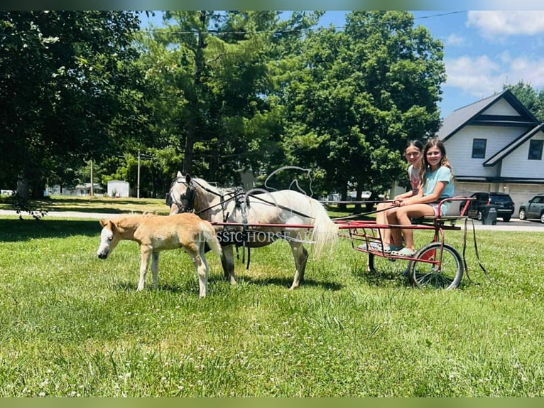 Mini Shetland Pony Mare 6 years 9 hh Roan-Red in Brownstown, IL