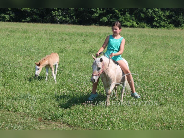 Mini Shetland Pony Mare 6 years 9 hh Roan-Red in Brownstown, IL