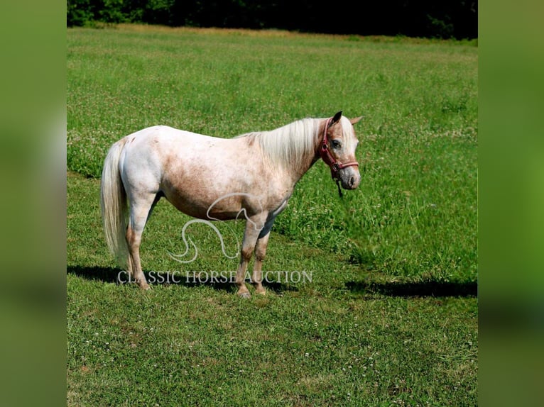 Mini Shetland Pony Mare 6 years 9 hh Roan-Red in Brownstown, IL