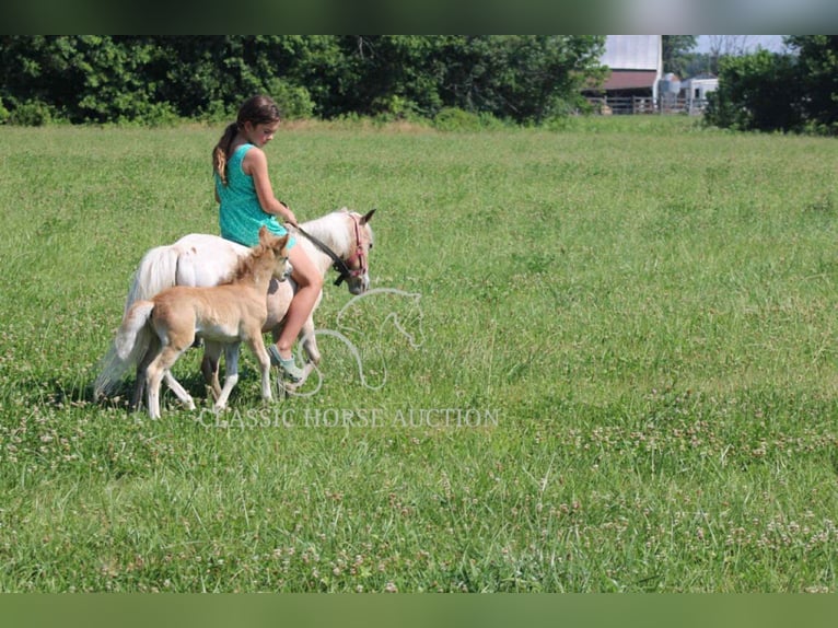 Mini Shetland Pony Mare 6 years 9 hh Roan-Red in Brownstown, IL