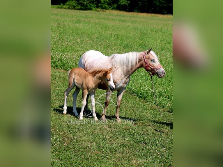 Mini Shetland Pony Mare 6 years 9 hh Roan-Red in Brownstown, IL