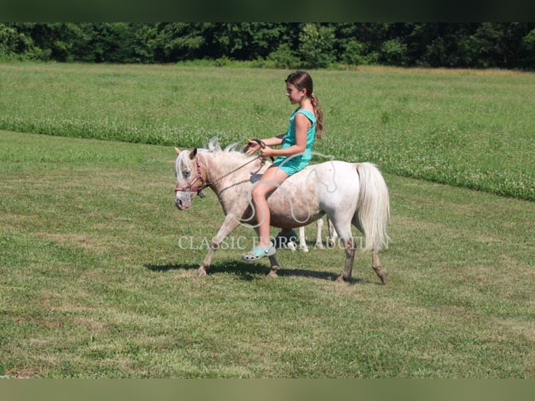 Mini Shetland Pony Mare 6 years 9 hh Roan-Red in Brownstown, IL