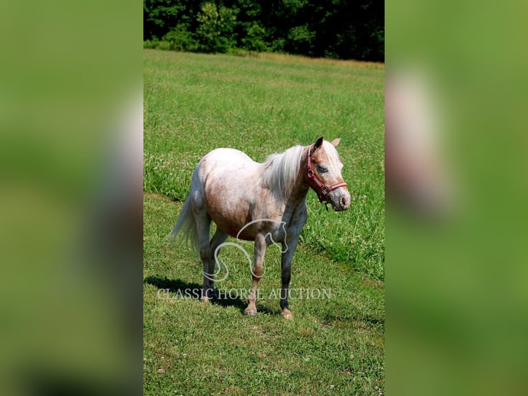 Mini Shetland Pony Mare 6 years 9 hh Roan-Red in Brownstown, IL