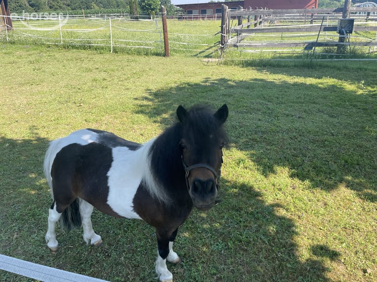 Mini Shetland Pony Mare 6 years  in Wildon