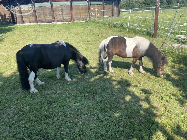 Mini Shetland Pony Mare 6 years  in Wildon