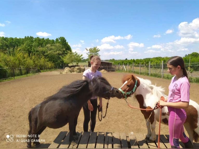 Mini Shetland Pony Mare 7 years 7,1 hh Pinto in Nagyhalász