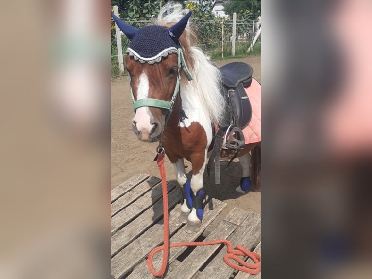 Mini Shetland Pony Mare 7 years 7,1 hh Pinto in Nagyhalász