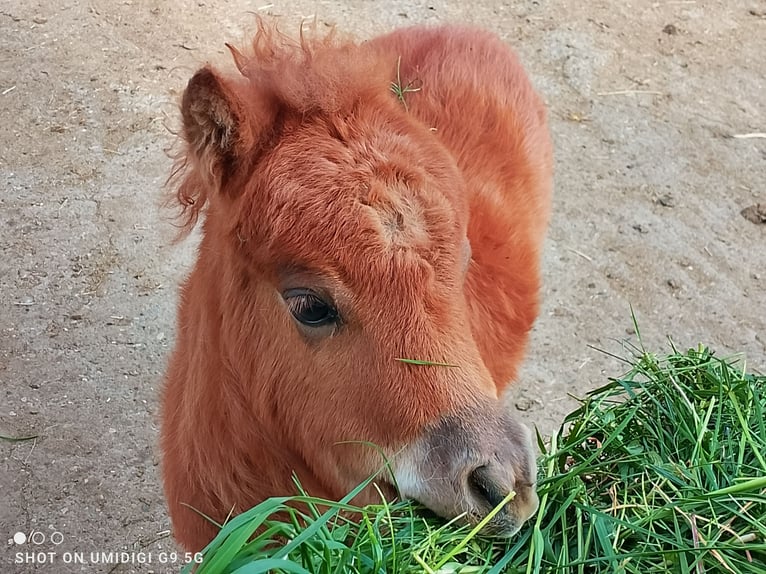 Mini Shetland Pony Mare 7 years 7.3 hh Pinto in Unterschneidheim