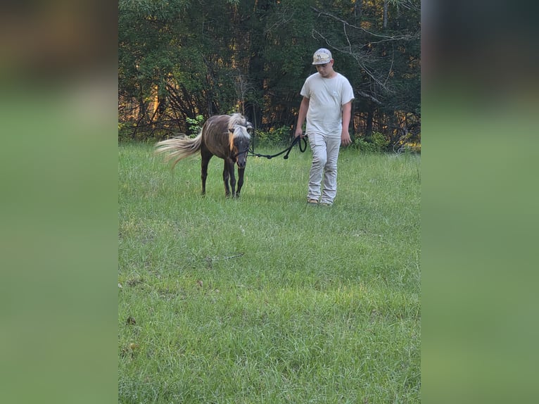 Mini Shetland Pony Mare 7 years 7,2 hh Gray-Dapple in Millry