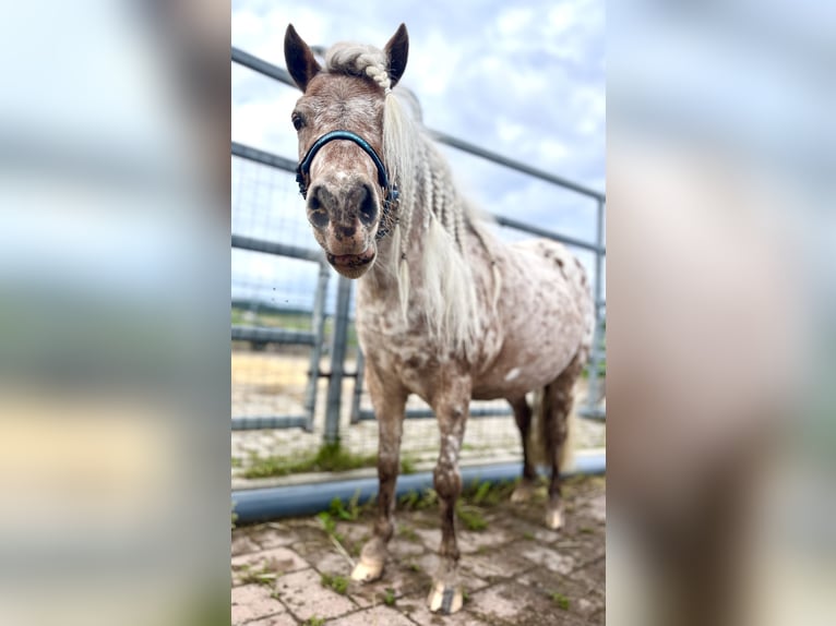 Mini Shetland Pony Mare 7 years 8,1 hh Leopard-Piebald in Michelau in Oberfranken