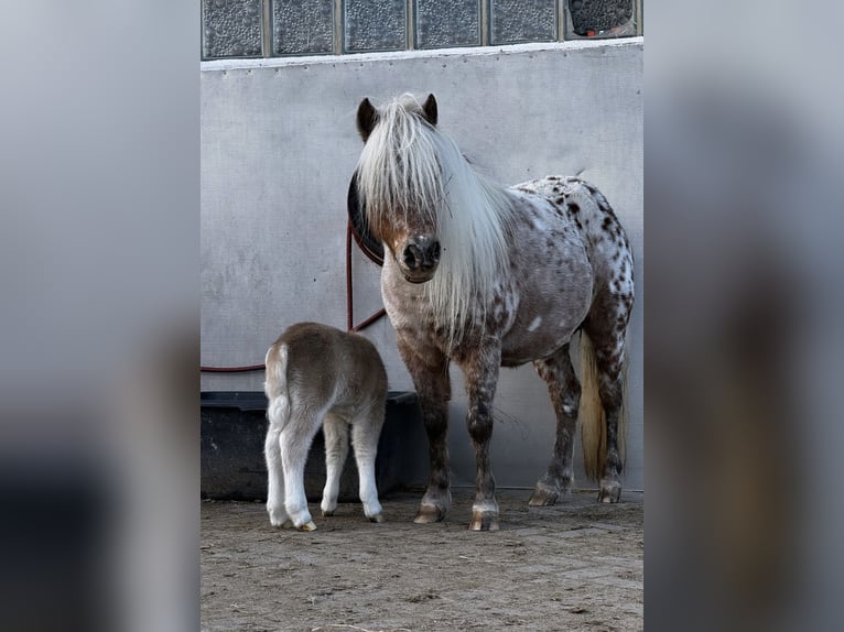 Mini Shetland Pony Mare 7 years 8,1 hh Leopard-Piebald in Michelau in Oberfranken