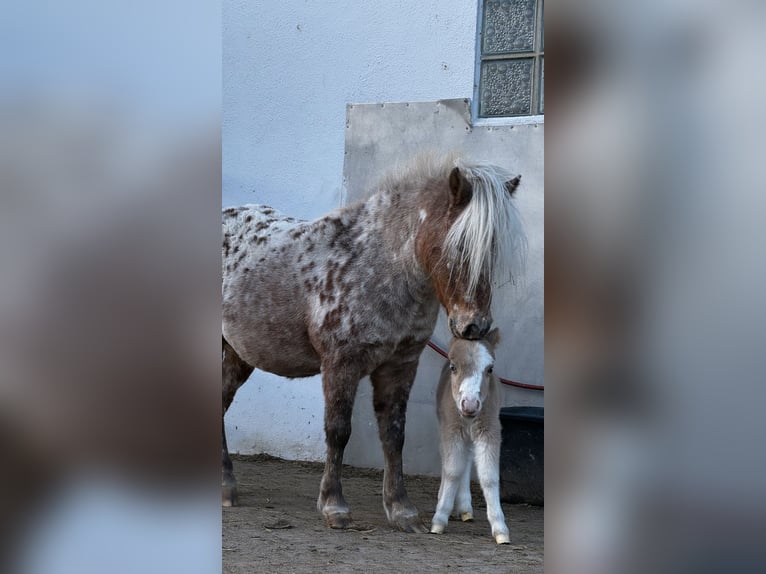 Mini Shetland Pony Mare 7 years 8,1 hh Leopard-Piebald in Michelau in Oberfranken