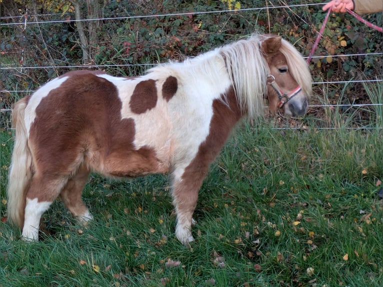 Mini Shetland Pony Mare 7 years in Neustadt (Wied)