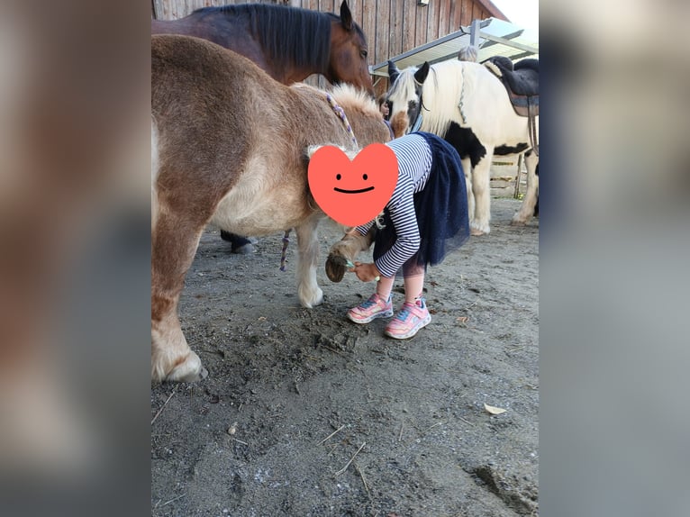 Mini Shetland Pony Mare 7 years Pinto in Hüfingen