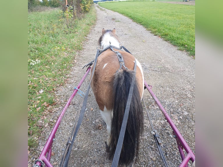 Mini Shetland Pony Mare 7 years Pinto in Hüfingen