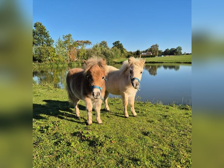 Mini Shetland Pony Mare 8 years 7,1 hh Champagne in Sch&#xF6;nwalde am BungsbergSch&#xF6;nwalde