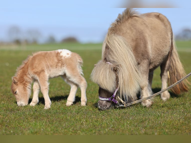Mini Shetland Pony Mare 8 years 7,1 hh Champagne in Sch&#xF6;nwalde am BungsbergSch&#xF6;nwalde