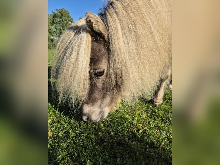 Mini Shetland Pony Mare 8 years 7,1 hh Champagne in Sch&#xF6;nwalde am BungsbergSch&#xF6;nwalde