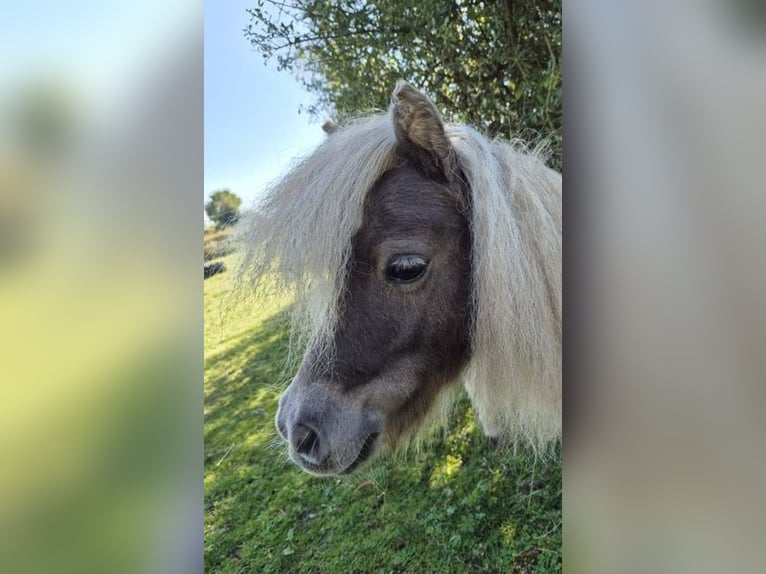 Mini Shetland Pony Mare 8 years 7,1 hh Champagne in Sch&#xF6;nwalde am BungsbergSch&#xF6;nwalde