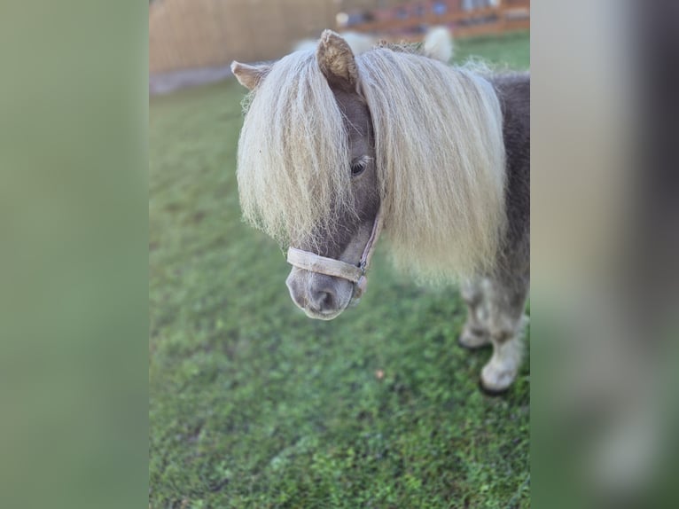 Mini Shetland Pony Mare 8 years 7,1 hh Champagne in Sch&#xF6;nwalde am BungsbergSch&#xF6;nwalde