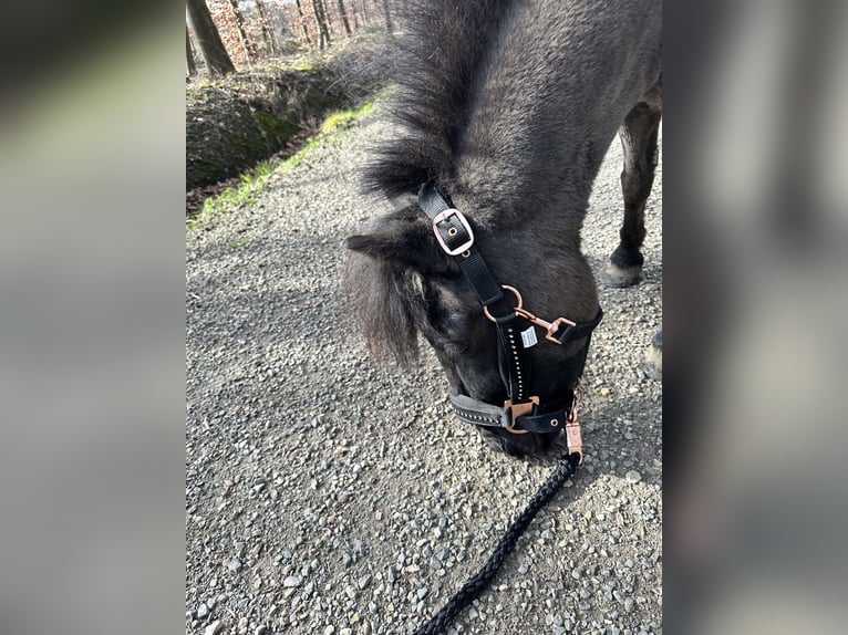 Mini Shetland Pony Mare 8 years 8,1 hh Black in Stolberg (Rheinland)