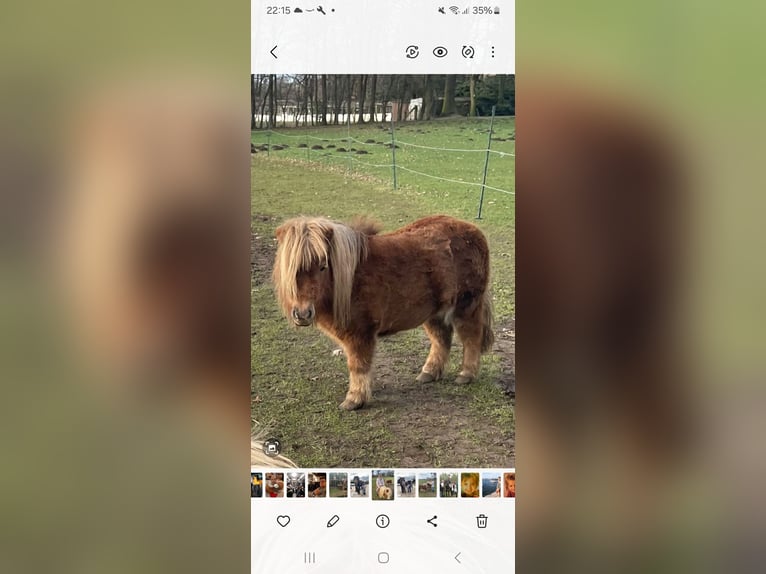 Mini Shetland Pony Mare 8 years 8 hh Brown in Wagenfeld