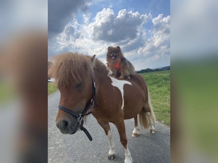 Mini Shetland Pony Mare 8 years 8 hh Pinto in Fröndenberg