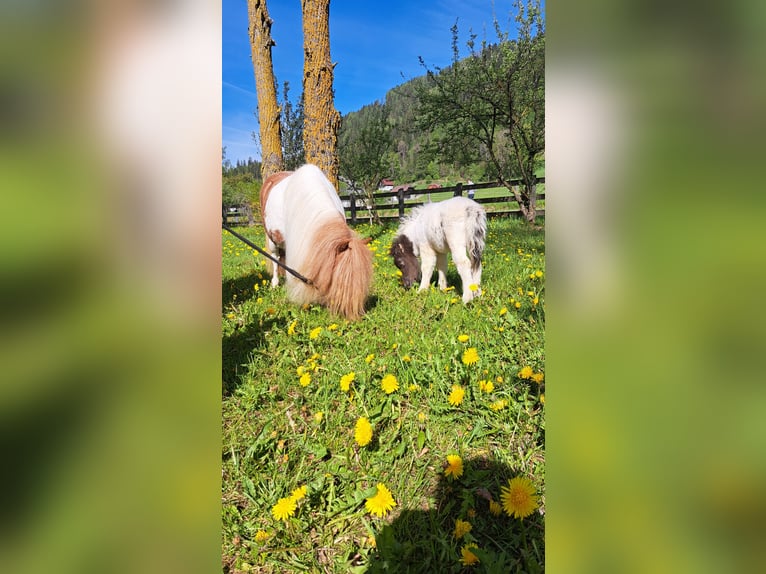 Mini Shetland Pony Mare 8 years 8 hh Pinto in Bodendorf