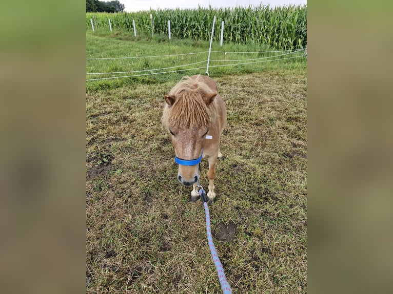 Mini Shetland Pony Mare 8 years 8,1 hh Chestnut-Red in D&#xFC;lmen