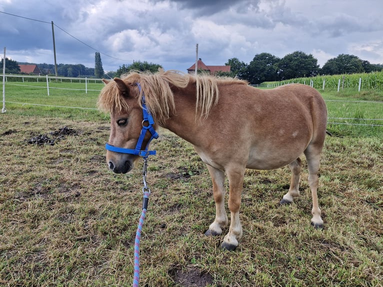 Mini Shetland Pony Mare 8 years 8,1 hh Chestnut-Red in D&#xFC;lmen