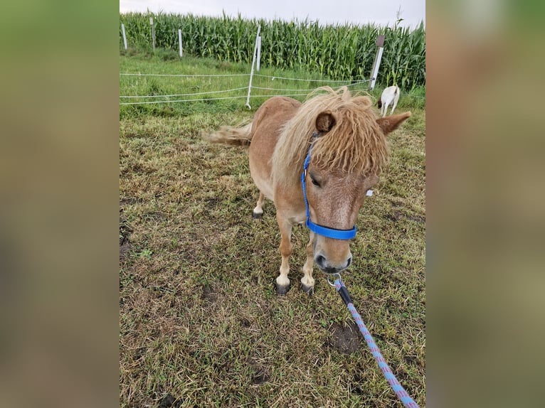 Mini Shetland Pony Mare 8 years 8,1 hh Chestnut-Red in D&#xFC;lmen