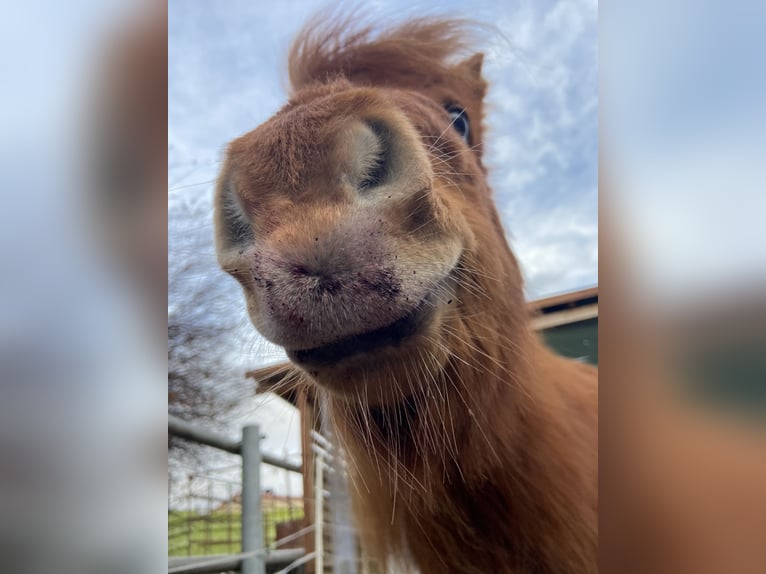 Mini Shetland Pony Mare 8 years Chestnut-Red in Gotha