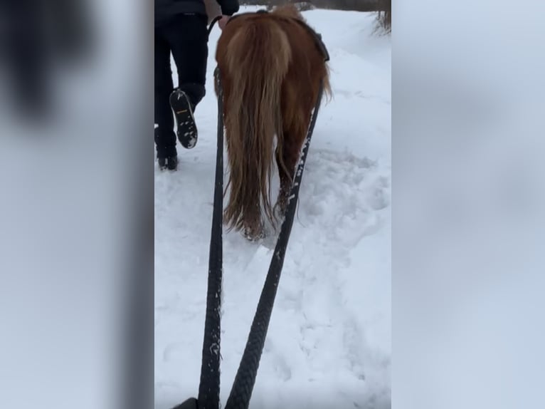 Mini Shetland Pony Mare 8 years Chestnut-Red in Gotha